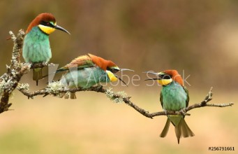 Bild på Abejarucos en primavera